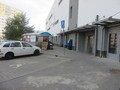 Těstonella